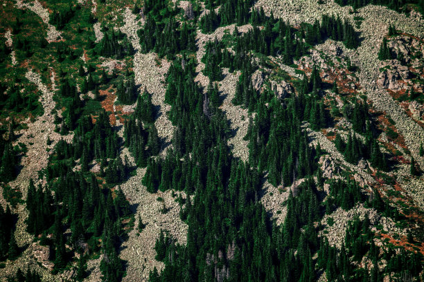 山上的松树图片下载