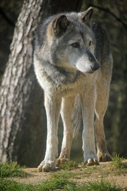 狼站在一棵树旁图片下载