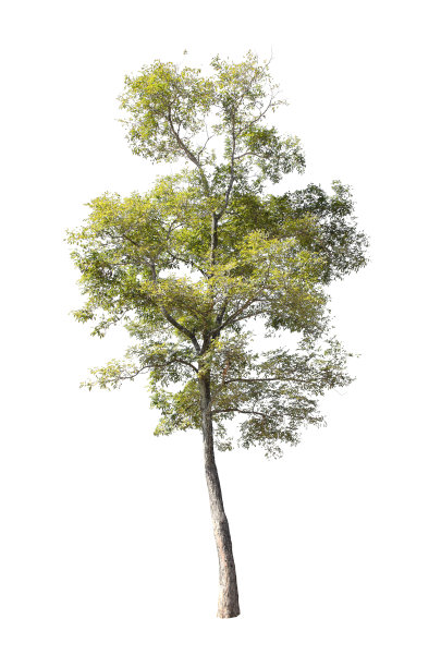 一组孤立的树在白色的背景。图片下载