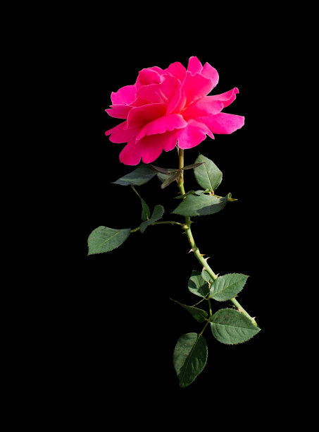 亮粉色的玫瑰花图片下载