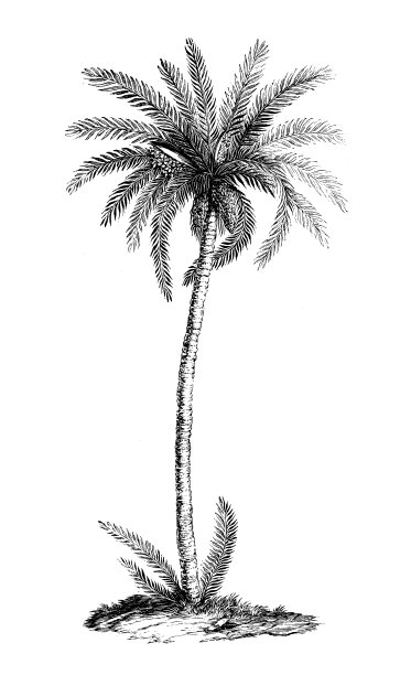 植物学植物仿古雕刻插图:凤凰花(枣椰树)图片下载