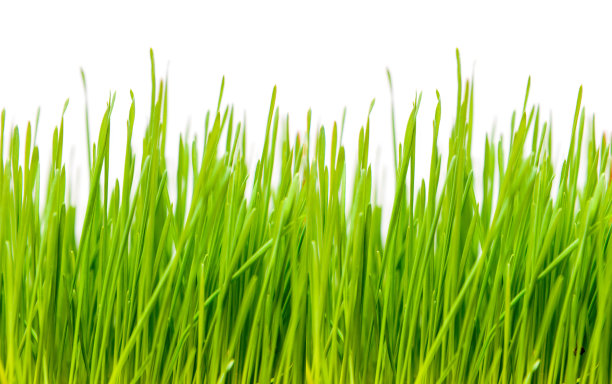 在白色背景下隔离的麦草(无缝)图片下载