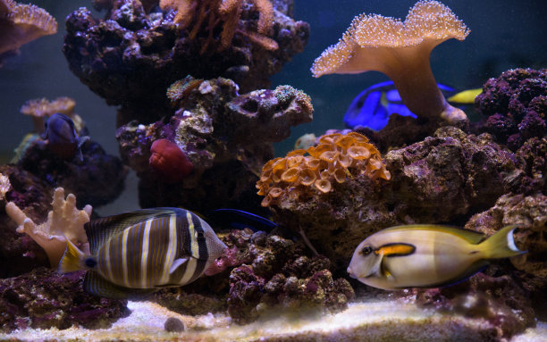 在珊瑚间游弋的热带鱼图片下载