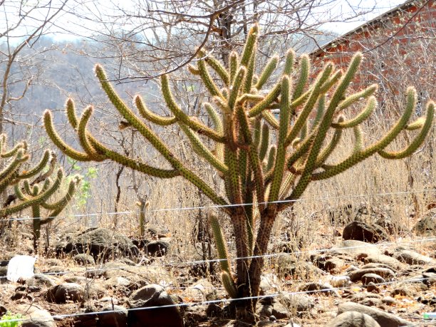 巴西东北部的仙人掌。图片下载