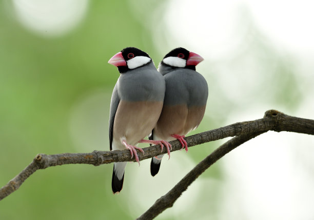 一对可爱的爪哇麻雀(长着粉红色的腿和嘴)，在明亮和绿色的背景下一起栖息在树枝上，可爱的动物图片下载