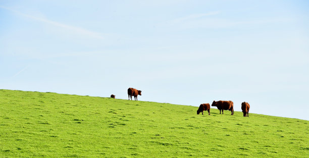 英语牛图片下载