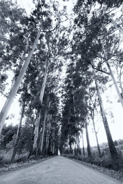 狭窄的桉树巷是一条艺术转换的土路图片下载