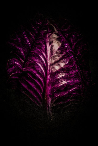 红白菜近距离拍摄黑色配料食物图片下载