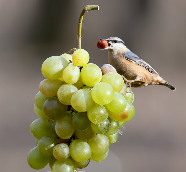 叼着一颗坚果的胡桃坐在一串白葡萄上。图片下载