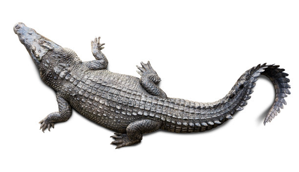 鳄鱼孤立图片下载