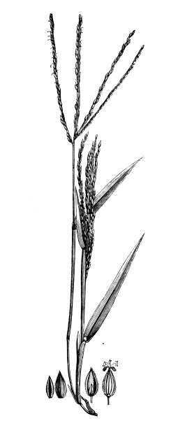 植物学植物仿古雕刻插图:马唐(毛蟹草、毛指草、大蟹草)图片下载