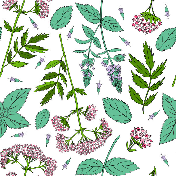 薄荷叶、薄荷芽、药用缬草，手绘矢量无缝花卉图案，香料，厨房纹理，茶包装烹饪配料图片下载