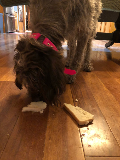 当狗偷了你的面包图片下载