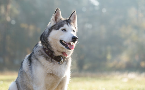 秋天的西伯利亚哈士奇。图片下载