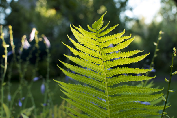 阳光下的一片蕨叶素材图片