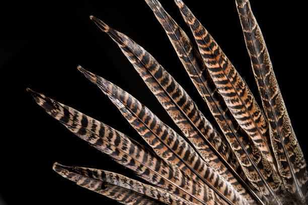 鸡尾羽毛图片下载