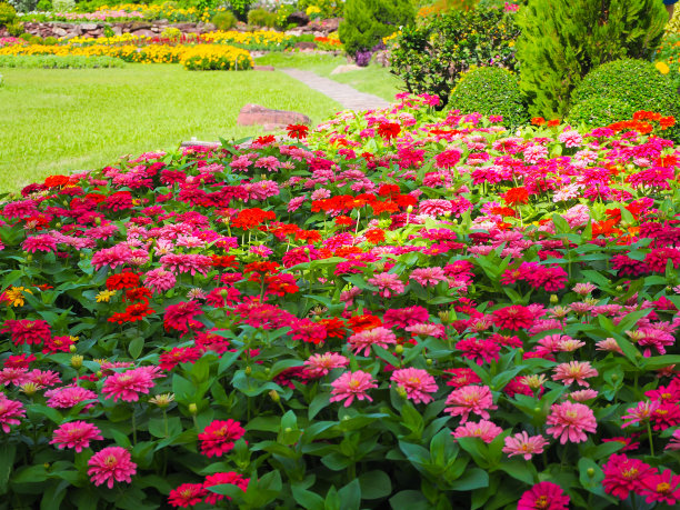 美丽的五彩百日elegans。颜色自然背景。图片下载