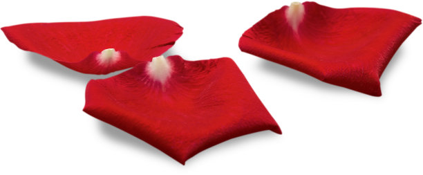 玫瑰。图片下载