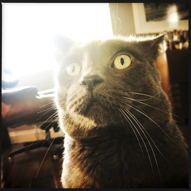 淡蓝色的猫图片下载