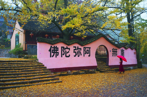 银杏树图片下载