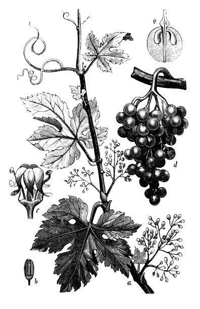 植物学植物古版画插图:葡萄(普通葡萄)图片下载