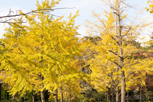 日本东京，Koto区，Sarue公园的秋叶素材图片