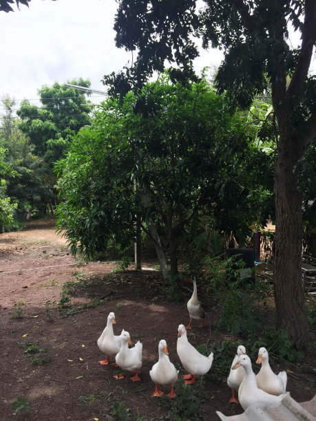 鸭子在农场图片下载