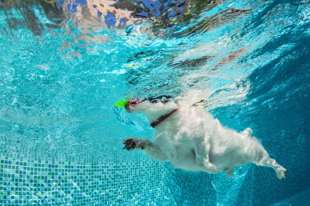 狗在游泳池里捡球。水下照片。图片下载