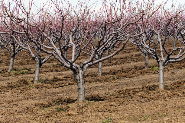 在秋天的果园图片下载