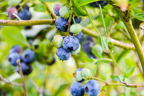 花园里成熟的蓝莓图片下载