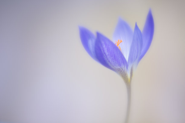 软焦点紫色番红花素材图片