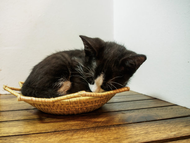 小猫在篮子里睡觉图片下载