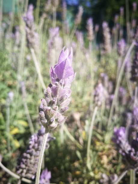 拉万达图片下载