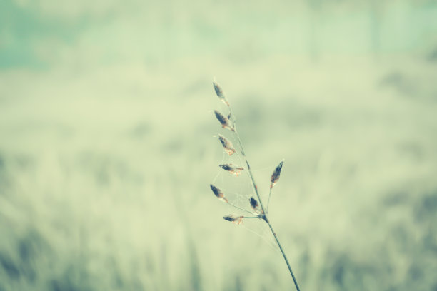 春草花鲜自然，夏背景图片下载