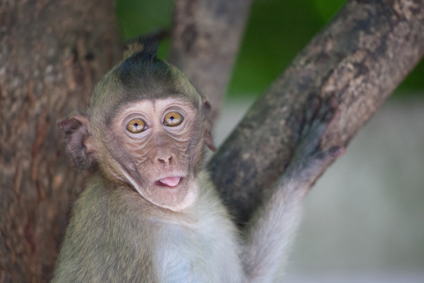 可爱的猴子图片下载