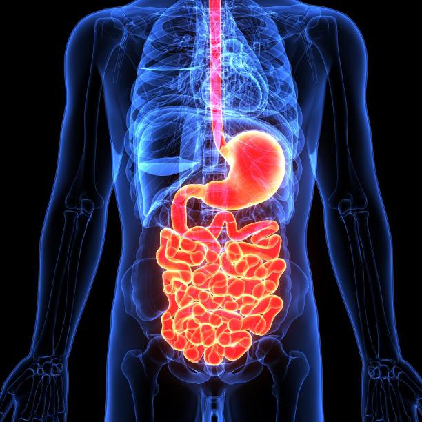 人体消化系统的三维插图图片下载