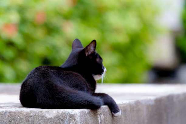 等你:猫独自在水泥地上等着主人。图片下载