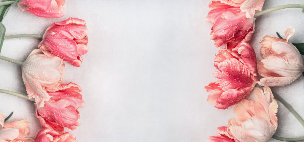 彩色郁金香花与水滴，俯视图，框架或横幅。布局或春天贺卡图片下载