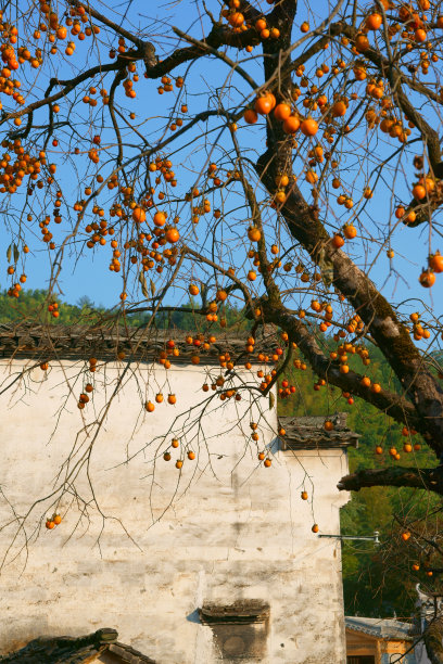 中国古代村落的秋天图片下载