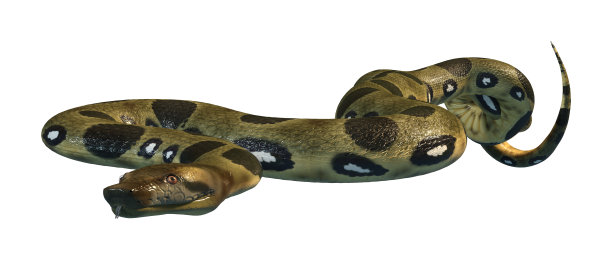 3D渲染绿色蟒蛇在白色图片下载