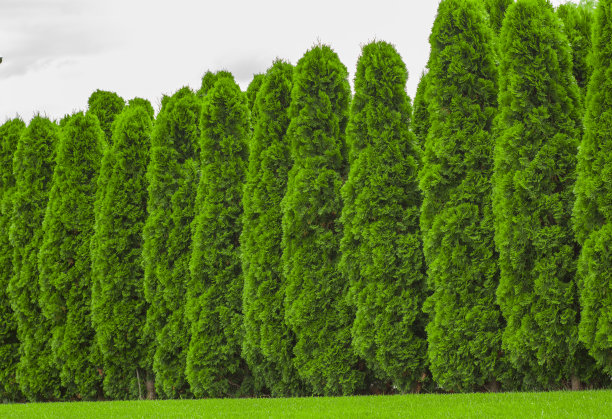 从常青植物的乡村篱笆篱笆碎片图片下载