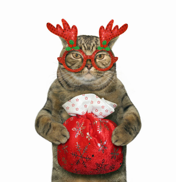 戴着新年眼镜的猫图片下载