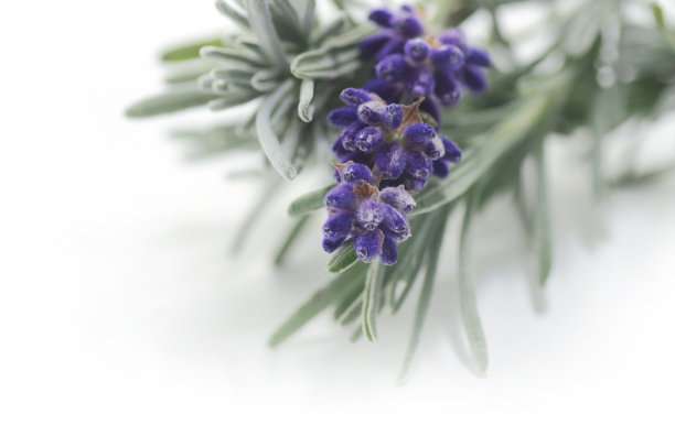 薰衣草图片下载