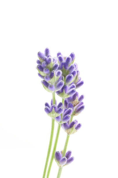 薰衣草图片下载