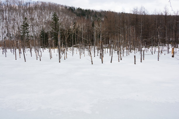 雪地图片素材ID：303711456