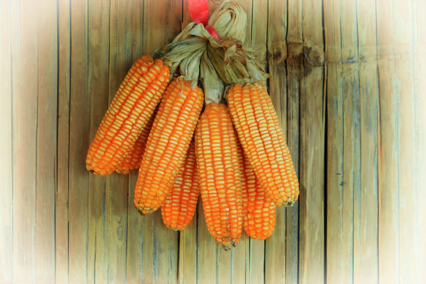 干玉米储存。图片下载