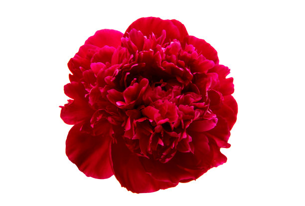 牡丹花朵孤立图片下载