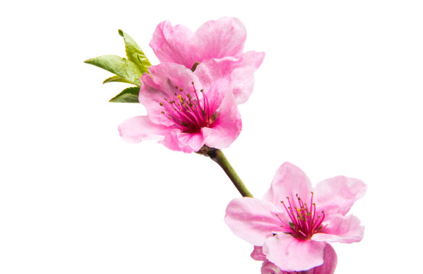 樱花花朵孤立图片下载