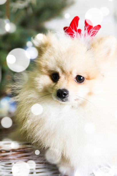 穿着圣诞服装的博美犬，狗年概念素材图片