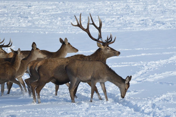 冬天，鹿皮在雪地上行走图片下载